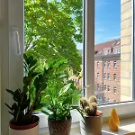 Pansiyon Schoenes, Zentral Gelegenes Kulturzimmer